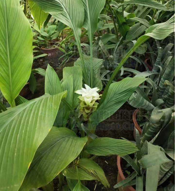 四川蓬莪术栽培与采收加工技术