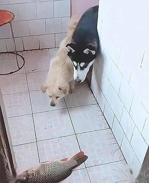 二哈蹲在墙角瑟瑟发抖,主人低头一看大脑空白,感觉当年抱错了_狗狗