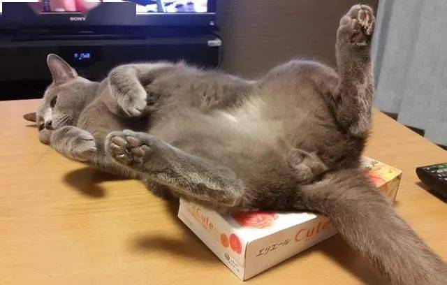 猫在网友看电视时疯狂暴露蛋蛋:我不香吗?