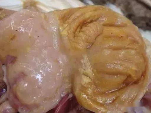 鸡腺胃炎的症状图片图片