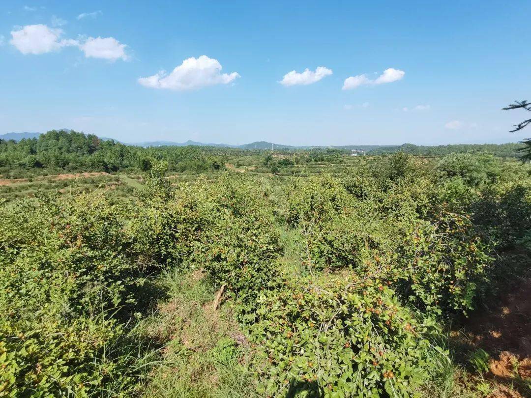 江西省定南县的稀土大王张锦善,90年代就通过开采矿山,累积千万资产