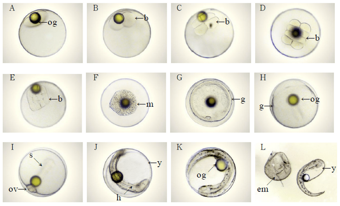 鱼类胚胎发育过程图图片