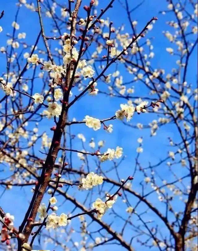 1月910梁化梅园惠东千亩香雪盛开1天活动