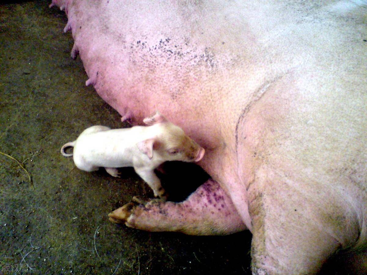 母猪产仔水门图片图片