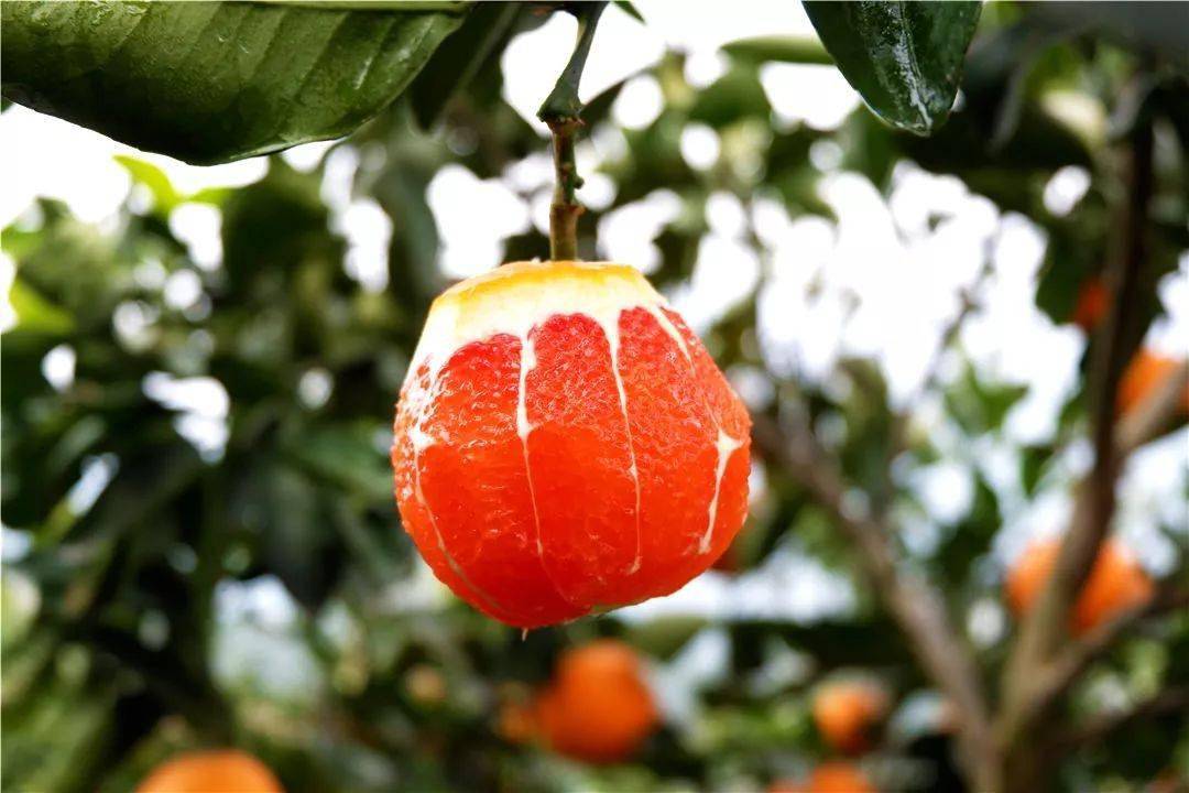 入口即化的中华红血橙,爆汁如"炸弹",香甜如果冻!