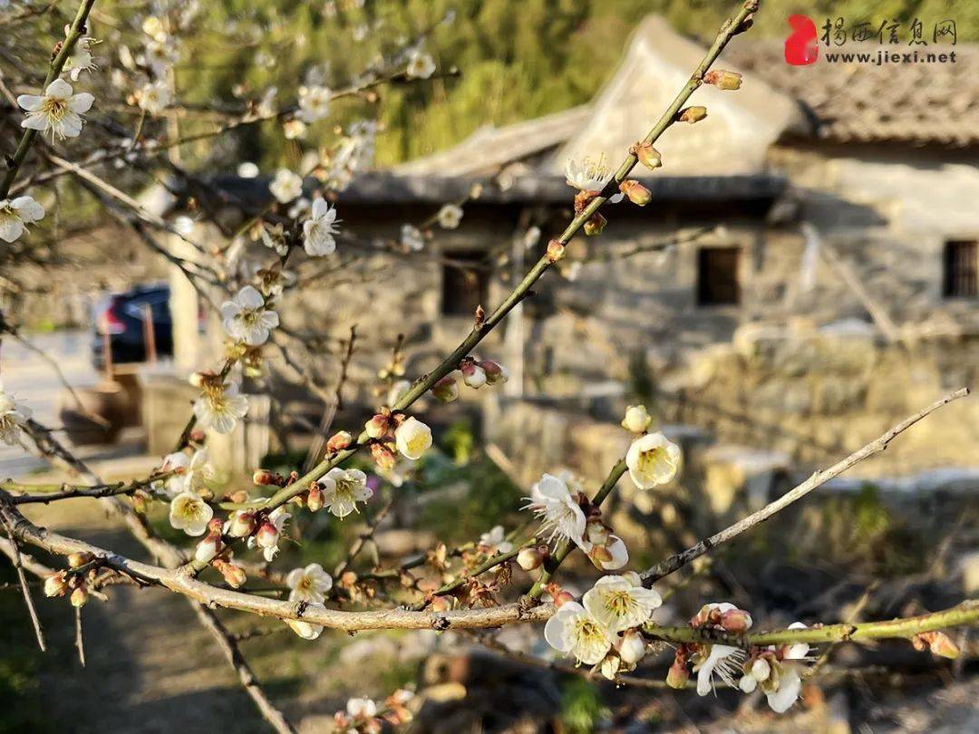 來去賞梅啦善德梅海南巖古寺梅云何厝網紅村一天遊