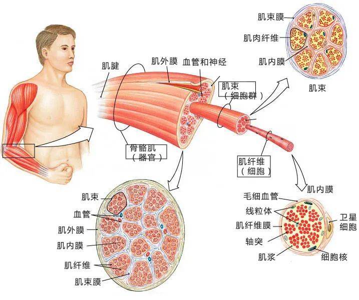 在放松过程中,你将通过以下三种方式减少每秒对肌肉纤维的神经冲动