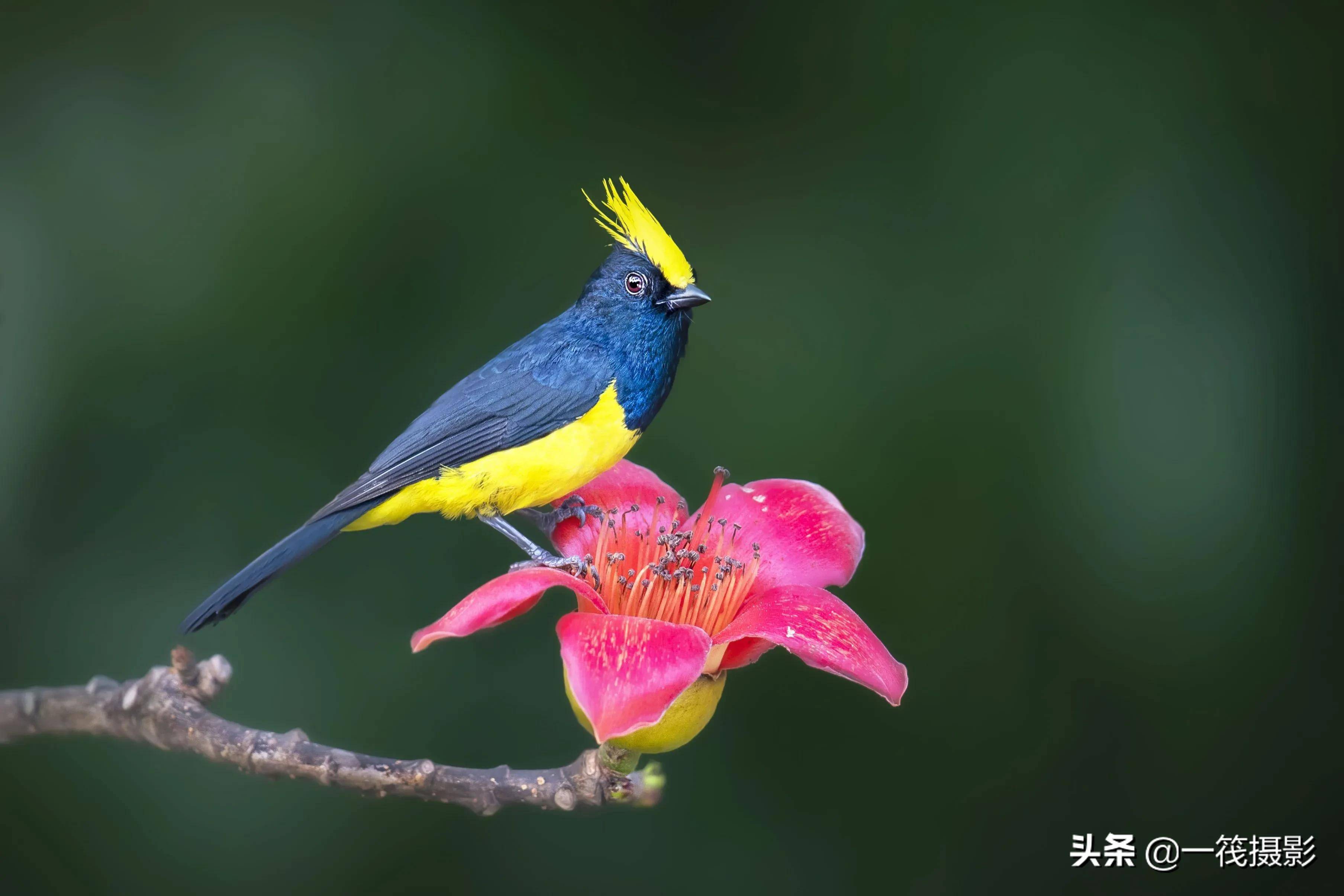 冕雀晓阳george摄影