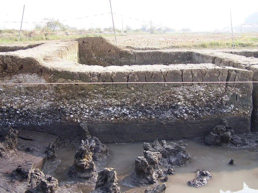 广东高明古椰遗址贝丘堆积贝丘遗址因文化层中包含大量人类食弃的贝壳