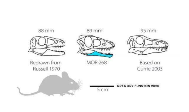 霸王龍胚胎頭骨相當於一隻老鼠的大小(圖源:gregory funston 2020)