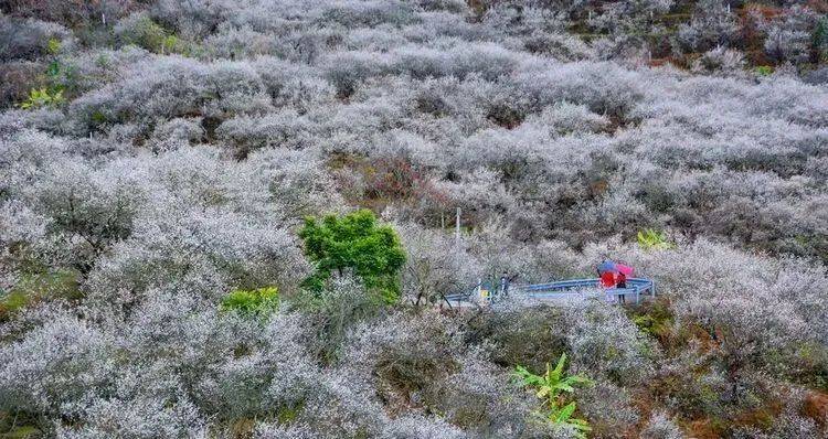 有一種美,叫陸河的冬天:嶺南盛景,思念如雪_梅花越