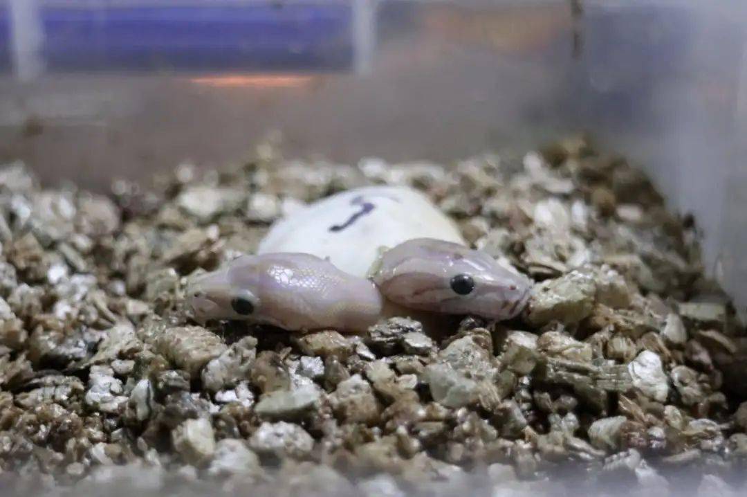 吐舌头呼气的样子萌化你_蟒蛇