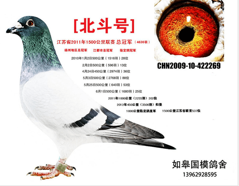 传奇,环号是chn2010-09-270223,灰色黄眼雄鸽,上海市藏金阁王强作育