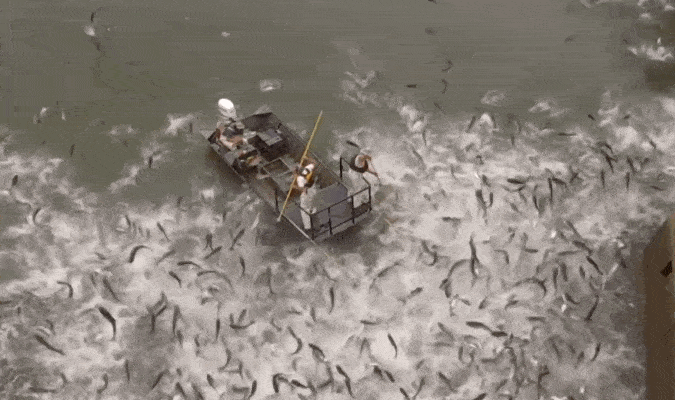 美国鲤鱼成灾图片