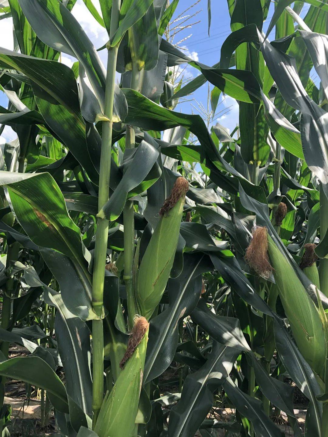 来自西双版纳的小花糯玉米q弹软糯越吃越香