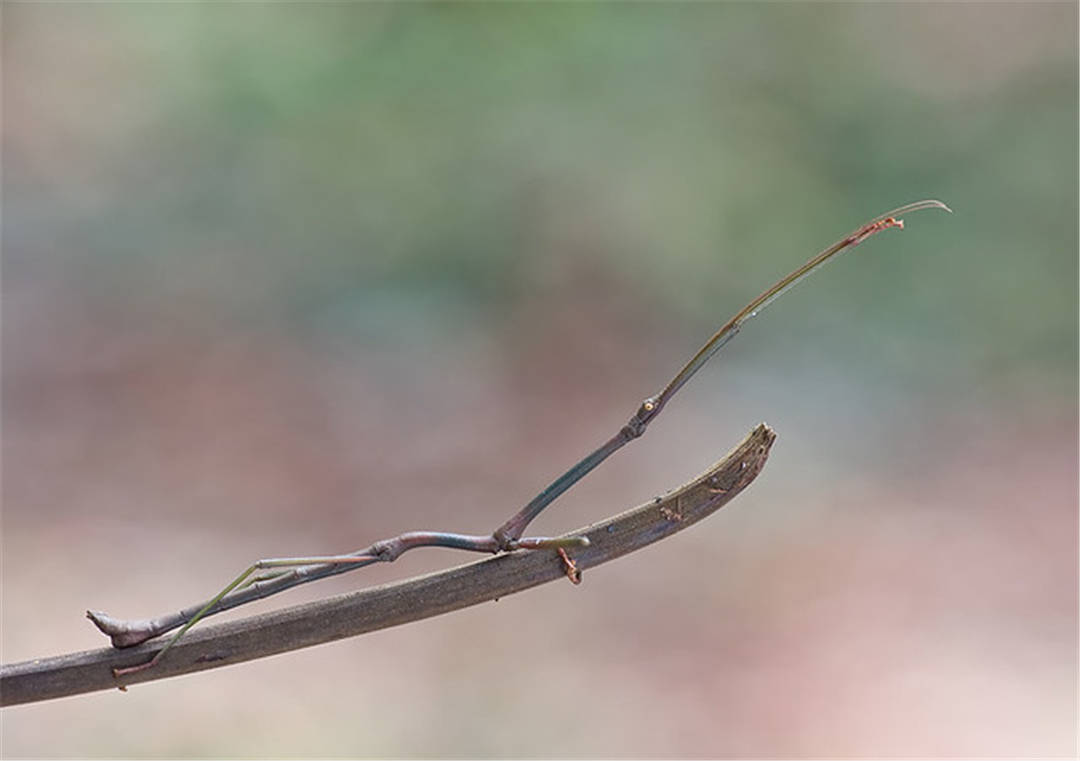 当心"枯枝"!在广东像树枝一样的小虫,着实让我丢了面子