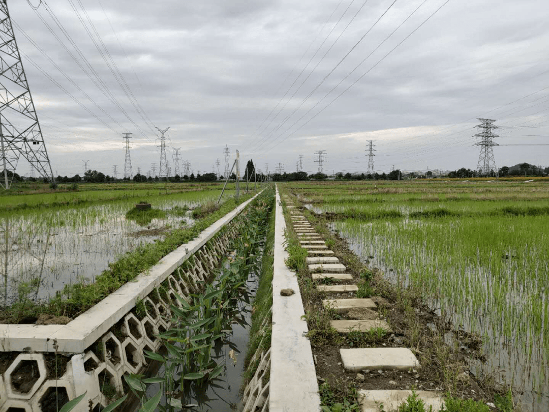 今年,已有13条农田氮磷生态拦截沟渠完成建设,超额完成省下达的指标