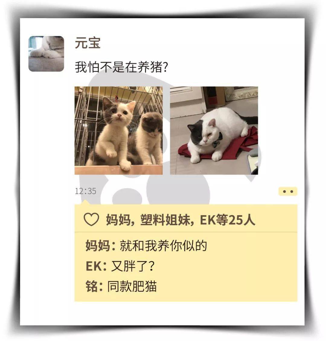 你在朋友圈这么晒猫你家猫知道么