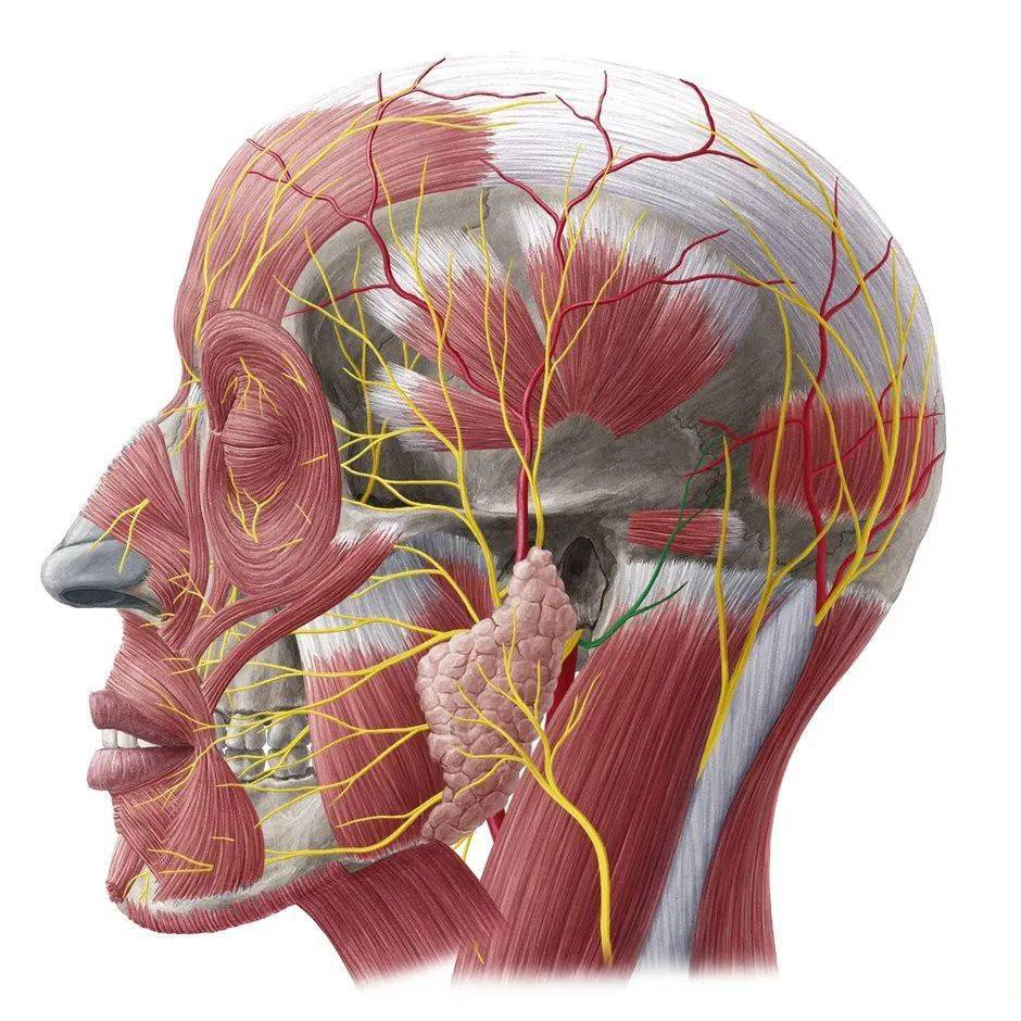 面部神经图正面图片