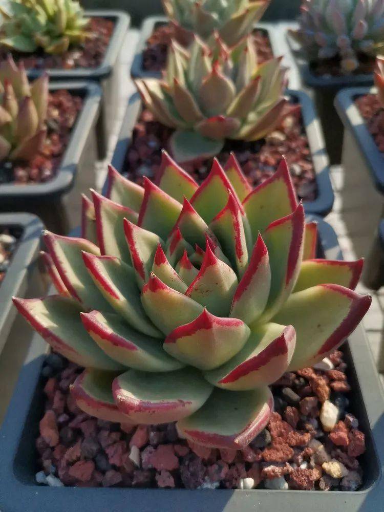 没法拒绝的品种9999东云～乌木～没法拒绝的品种9999柏拉图烂