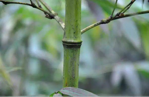 (竹种类)鬼角竹