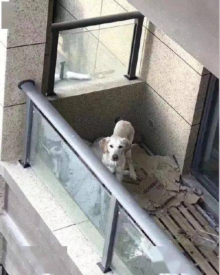 狗狗被弃养在阳台,大冬天只有一张硬纸板保暖,狗主人你的良心呢_网友