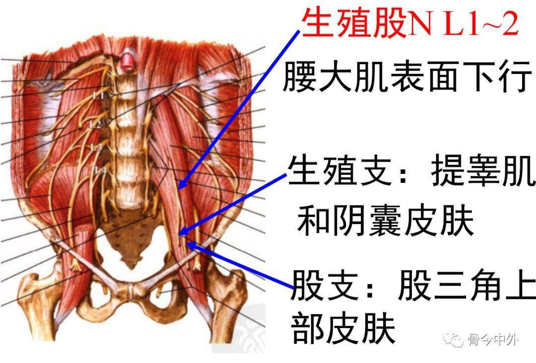3.生殖股神经皮支:腹股沟部及阴囊或大阴唇皮肤肌支:下腹壁诸肌2.