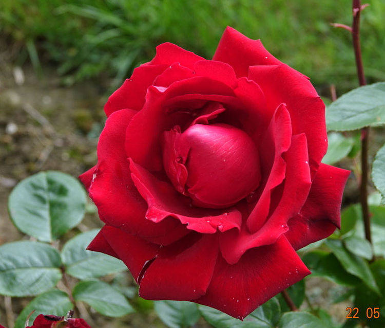 香气四溢的3种花,花开一朵,香气飘满屋,种植容易,很值得栽培