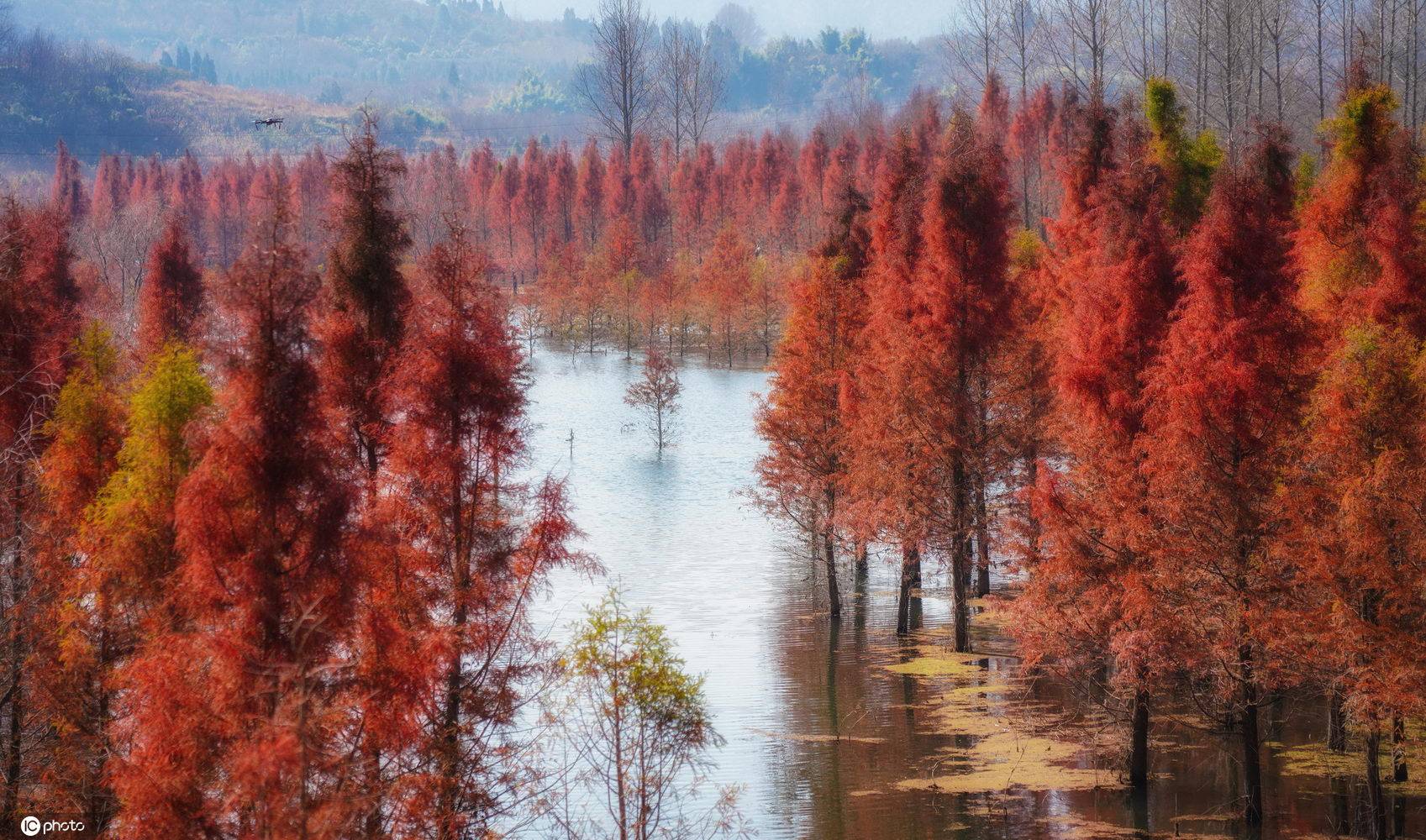 昆明最美"水上彩林"层林尽染 叠翠流金美不胜收