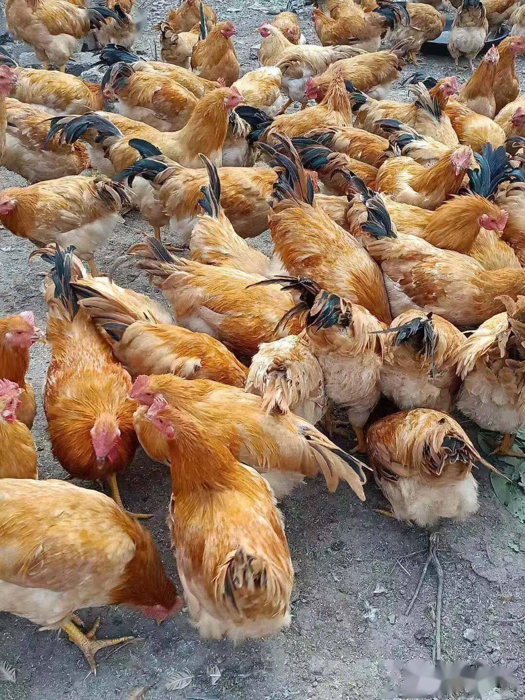 无抗养鸡是什么?推荐一招简单的技术可以养出无抗鸡
