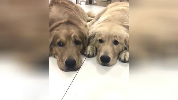 金毛轮胎和它儿子果然是亲生的表情神同步