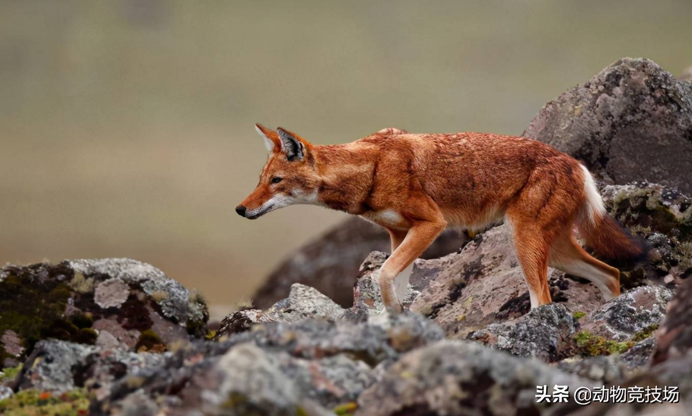 披着狐狸皮的狼也是世界上最濒危的狼种战斗力最弱的狼