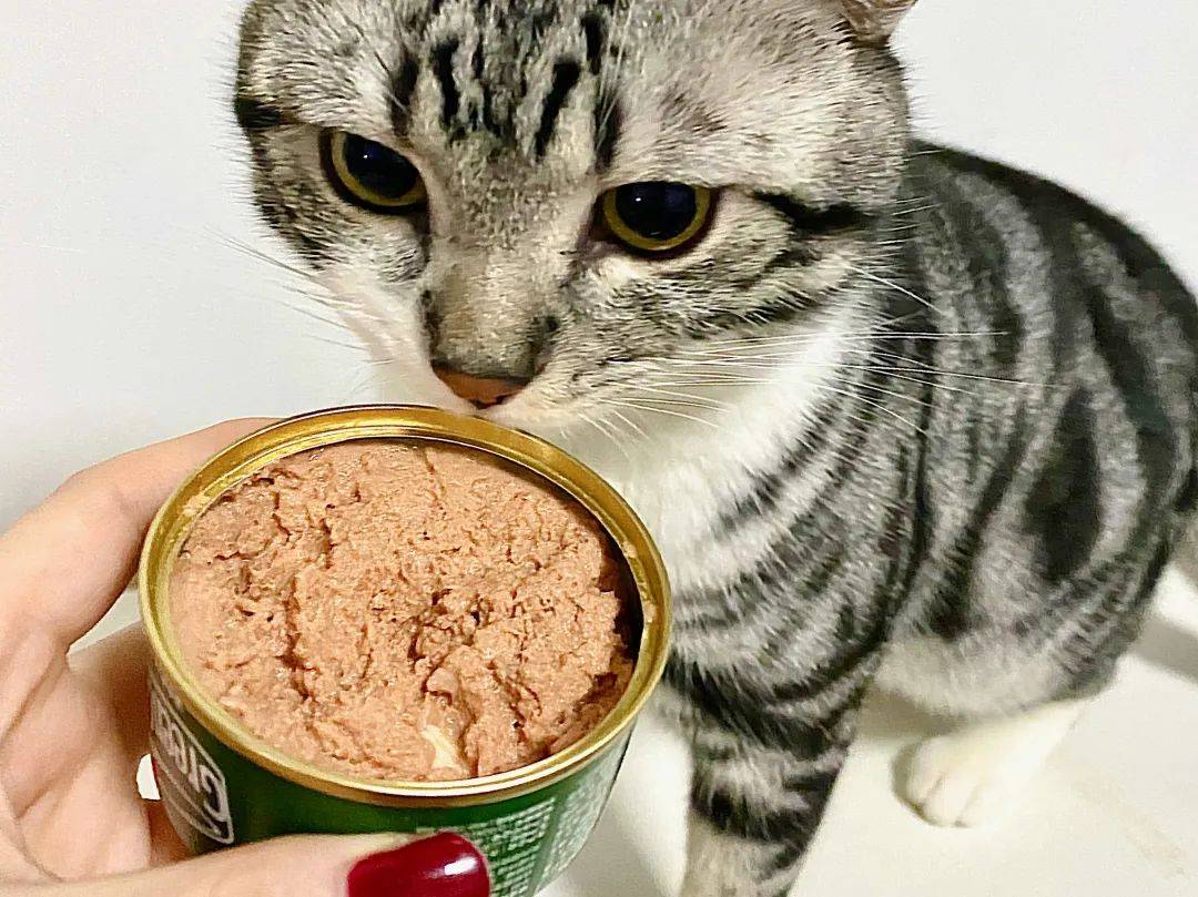 9款大牌猫咪主食罐测评,会有一匹黑马冲出吗?