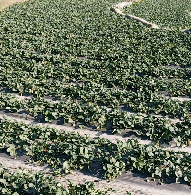 德昌草莓基地图片