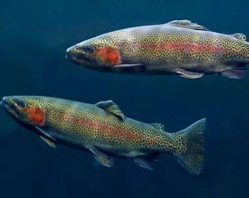 例如胆大的鱼在观看了胆小的鱼面对新事物小心翼翼的反应后,胆子也变