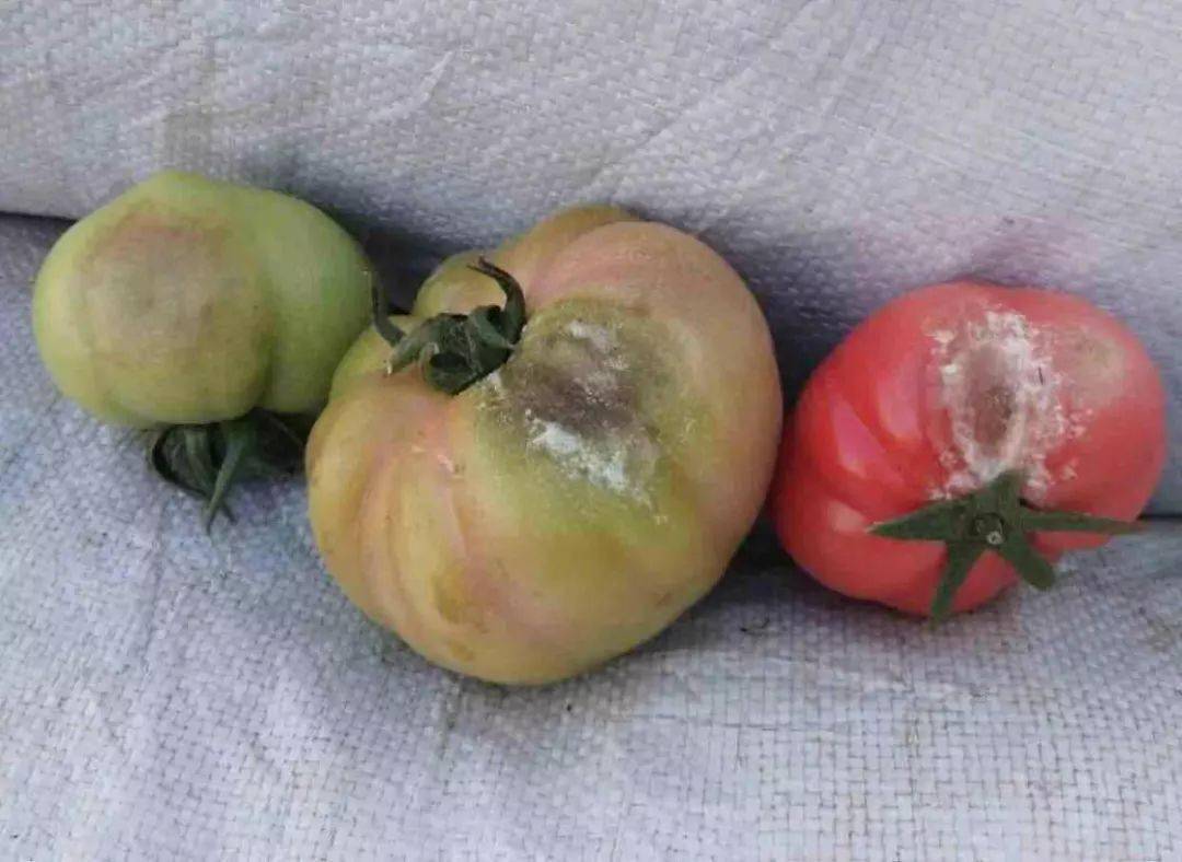 番茄十大常见病害高清图谱防治方法