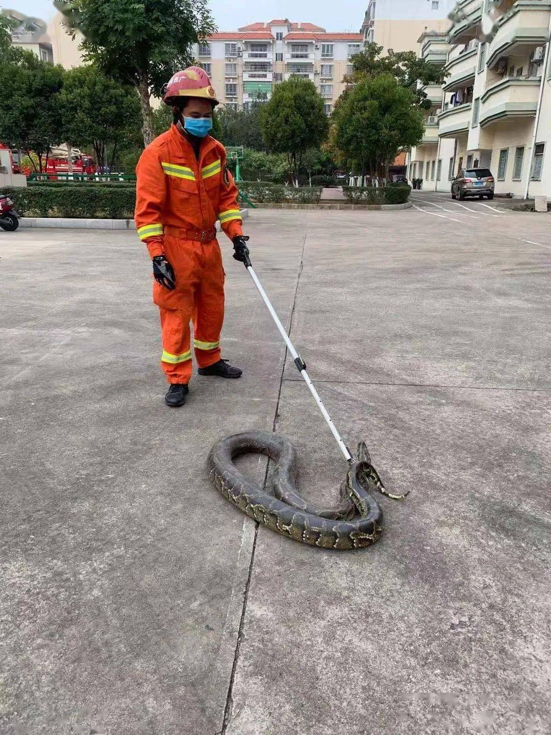 消防捕蛇不打烊