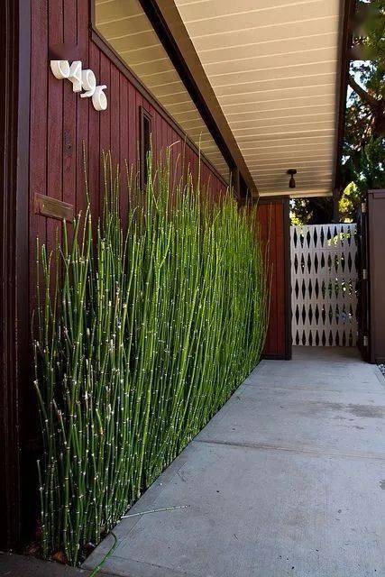 超经典花园围墙边植物配置