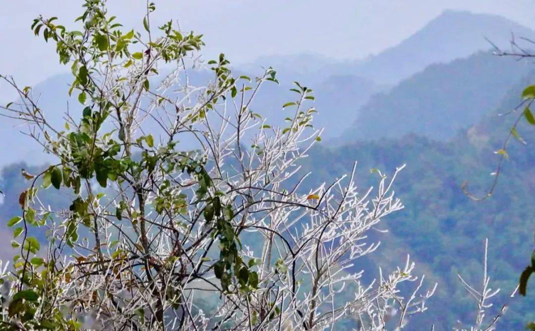 一线观察寒潮访粤阳春鸡笼顶风车山一夜白头