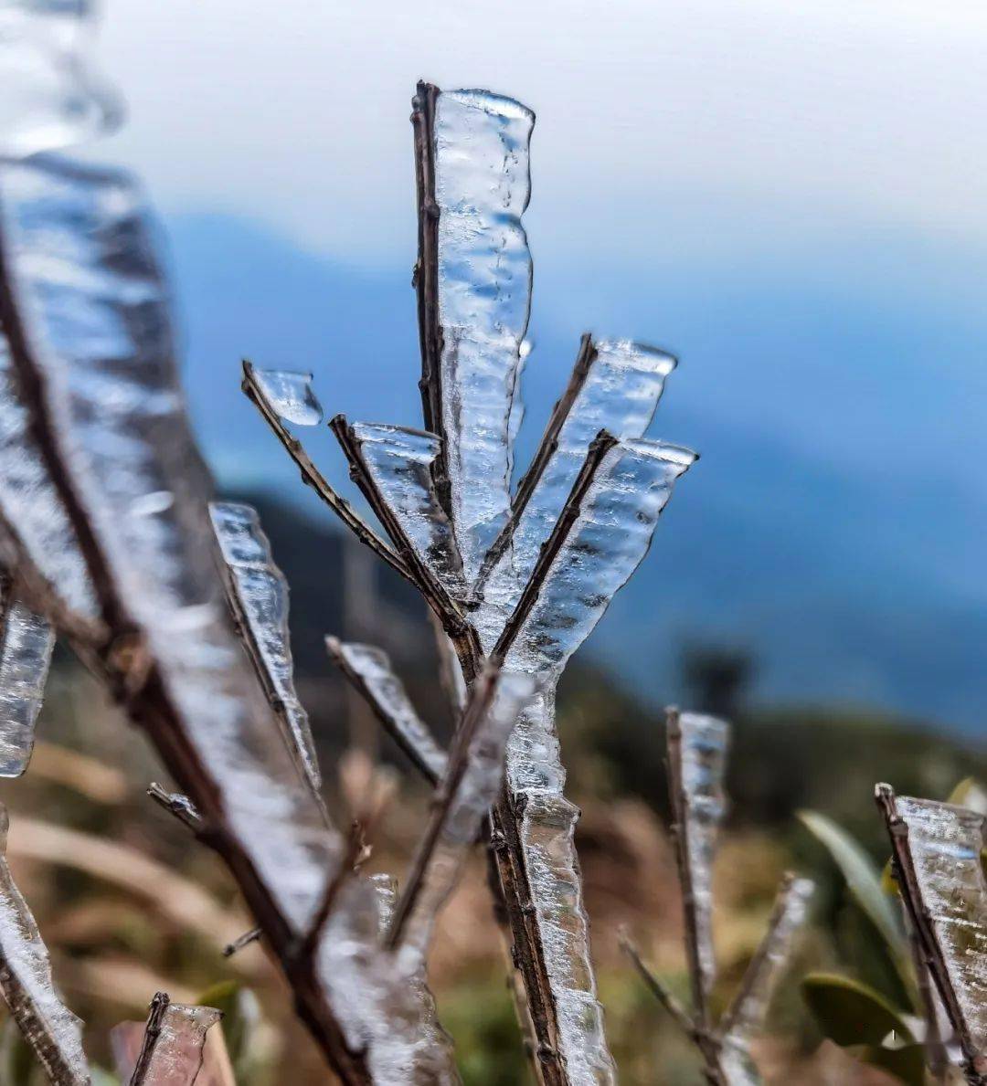 台山北峰山惊现雾凇冰挂奇观!_气温
