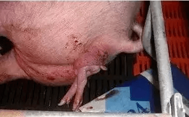 给母猪助产就是把手伸进去把猪掏出来那么简单