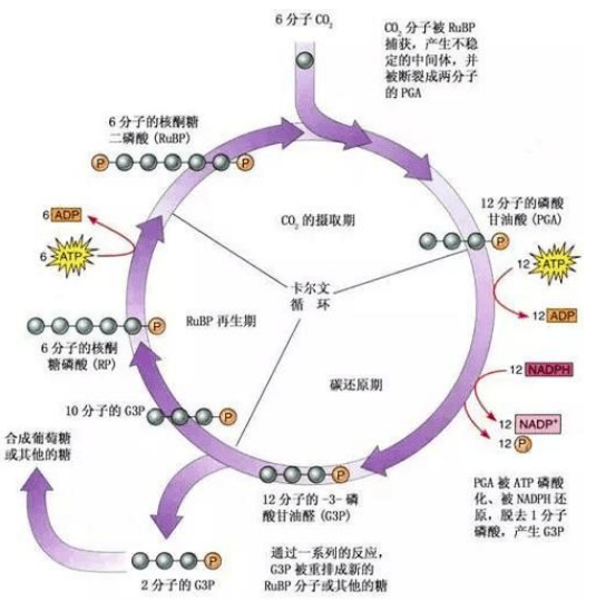 1.1.4卡尔文循环