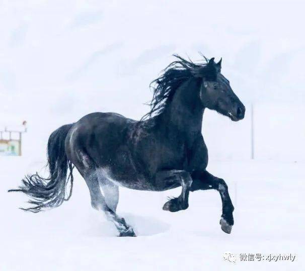 新疆昭苏神骏雪域万马奔腾