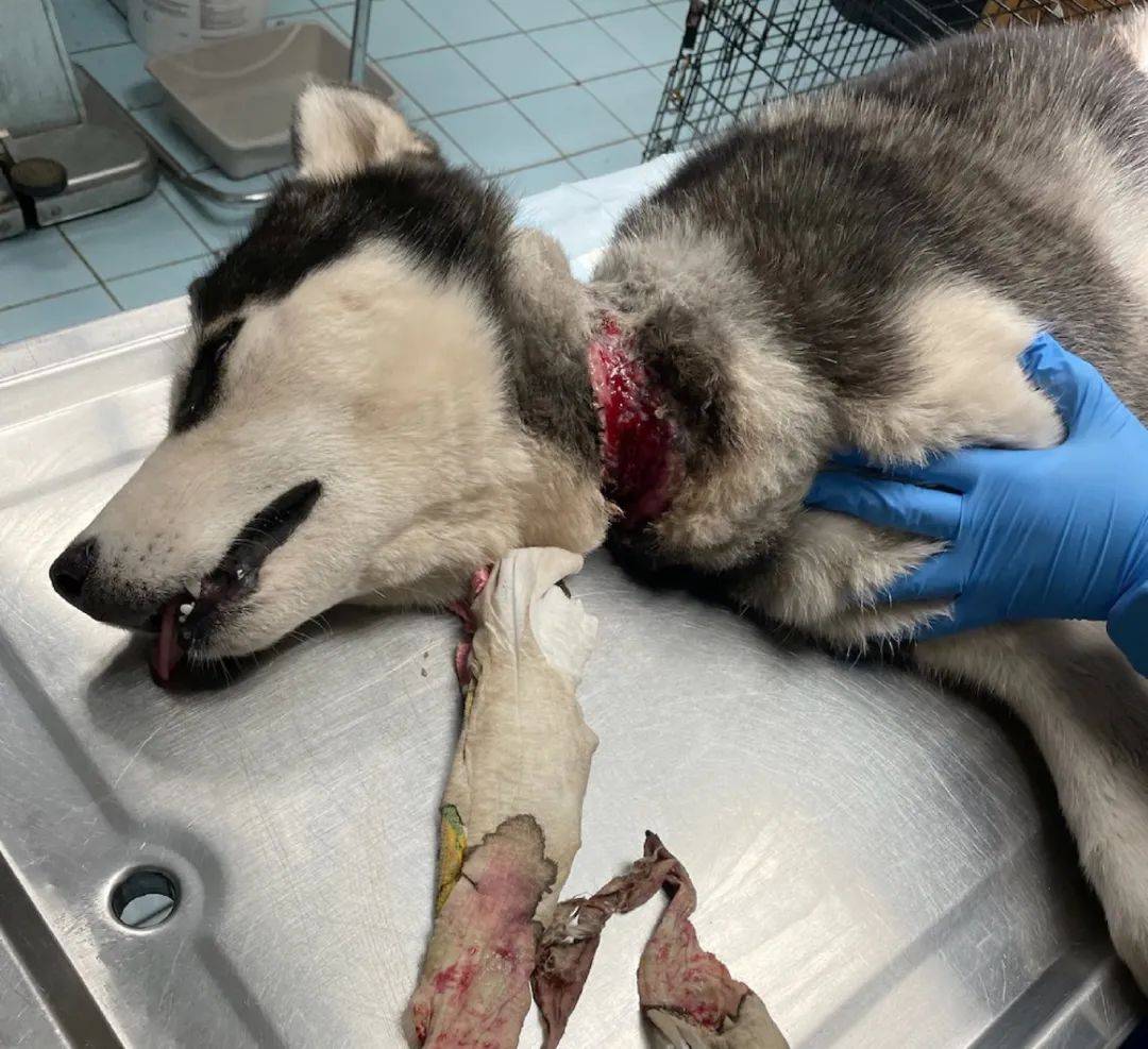 已经受冻挨饿了5天有一只哈士奇被栓在院子里一位好心人向当地动物