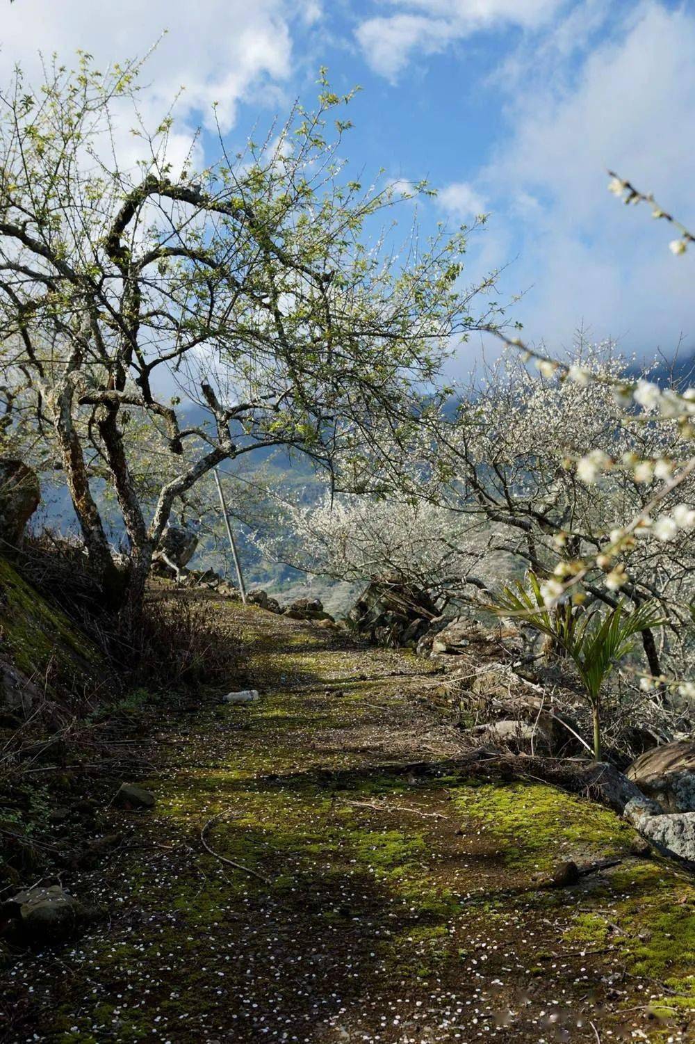 1月910号梅花怒梁化梅园惠东3000亩梅园赏花品青梅酒一日游