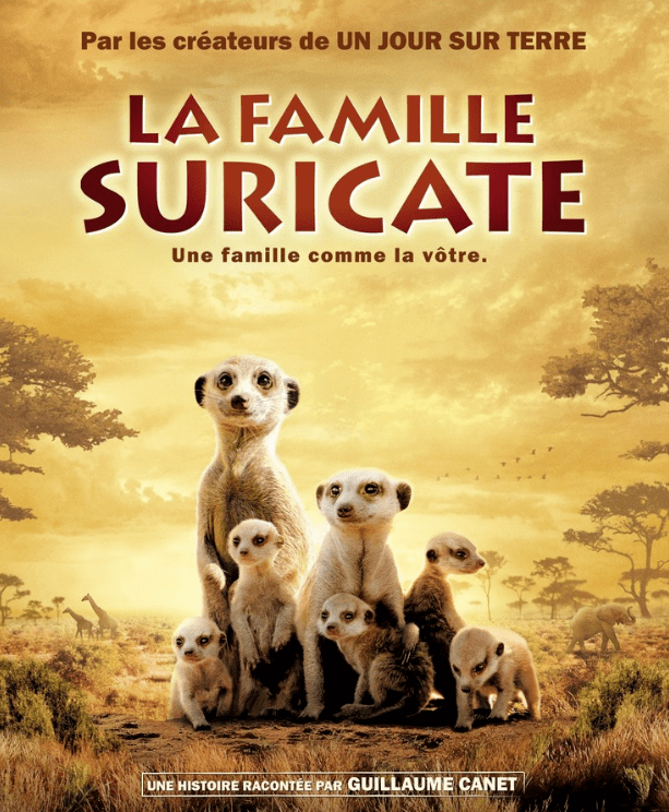 讲述一个叫蒙哥(学名猫鼬)的动物,它属于肉食动物,面对着干燥和危险