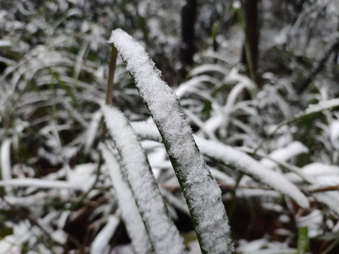 泸州今天很多地方都下雪了~_方山