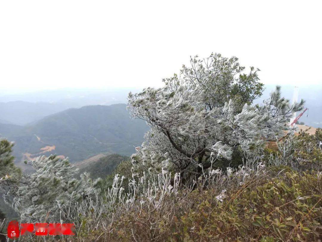 現場直擊博白蓮花嶂六塘頸雲飛嶂冰掛了小豬也穿棉衣