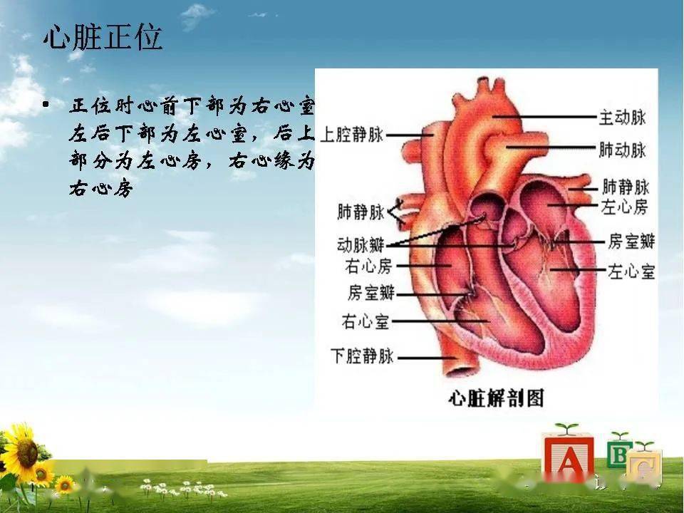 心臟大血管的影像解剖