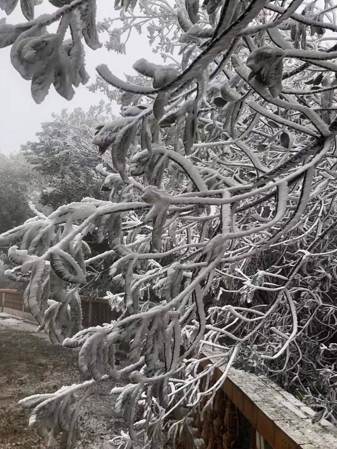 封开县麒麟山出现低温"冰封"美景,工作人员坚守工作岗位,确保"温暖"